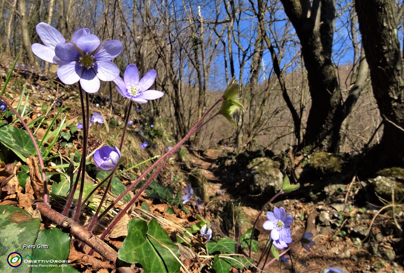 25 Erba trinita (Hepatica nobilis) sul sent. 505 in decisa salita nel bosco.JPG